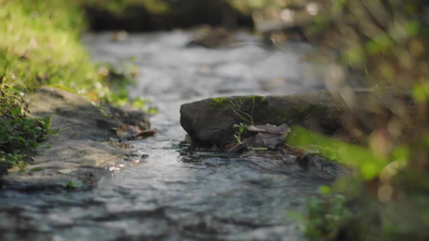 Water flowing on a shallow creek through the forest in the morning