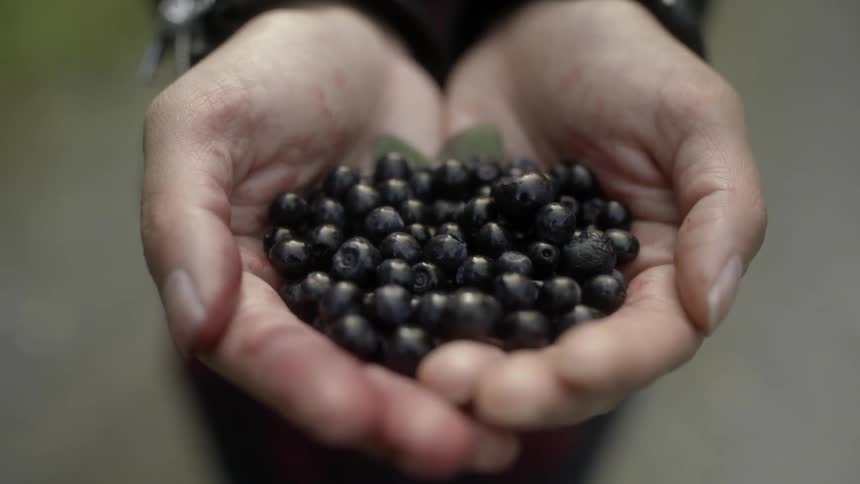 Two hands are cupped and full of berries