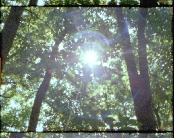 The sun is peaking through the trees in the forest