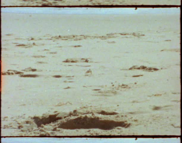 A crab crawling over a sandy beach