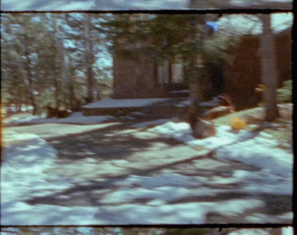 Traveling past homes and snow covered lawns seeing a small group of deer grazing and lying at the corner