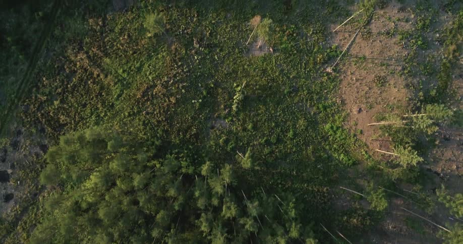 Many trees and areas with dirt seen from above
