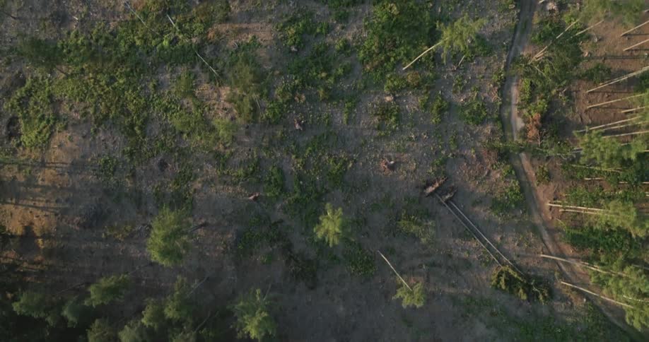 Passing over forest trees with cleared patches and fallen trees
