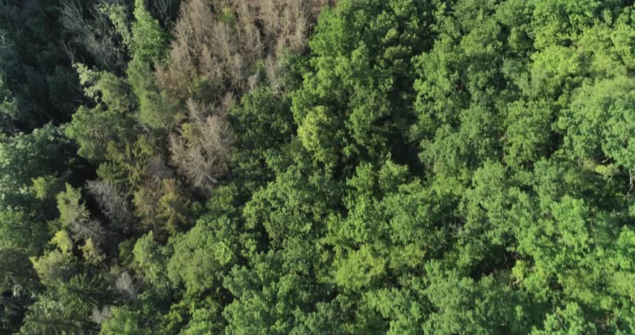 Forest of many trees seen from above