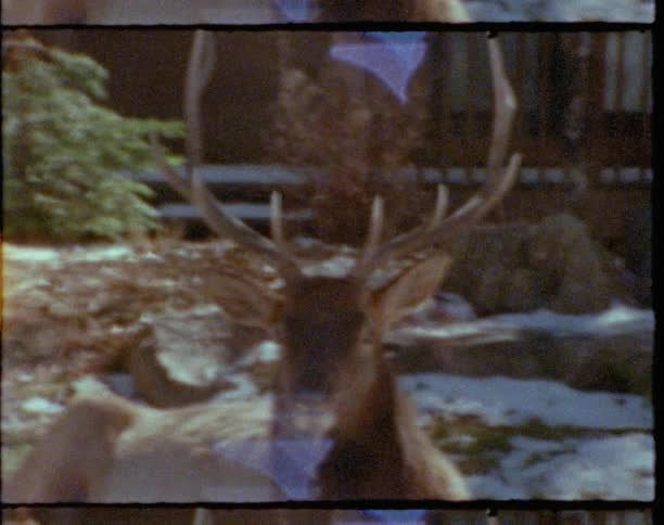 A buck sitting in front of a house with trees the sky and clouds in the background