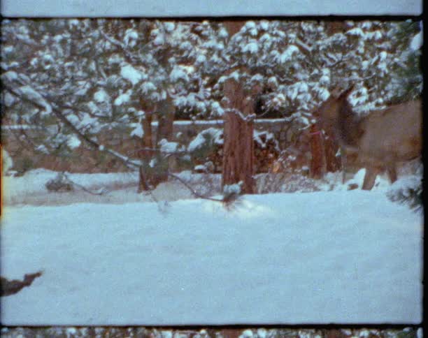 A vintage film of wildlife walking through the snow