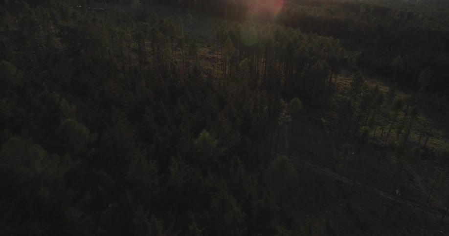 Mountain forest with many colored trees and a bright sun on the horizon