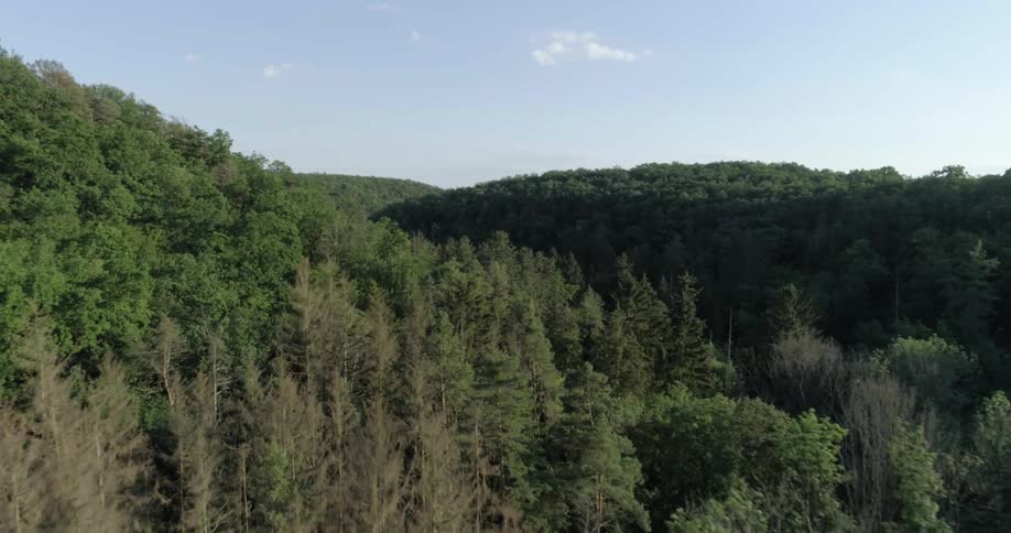 An aerial view of trees growing in a mountain forest on a summer day