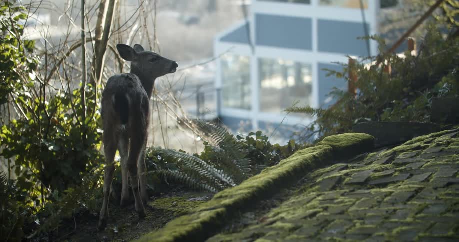 A young deer stands on a hill chewing with a building with cars reflecting off of it in the background