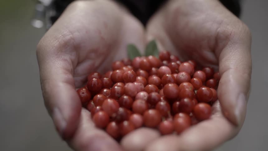 Two hands cupping a bunch of berries