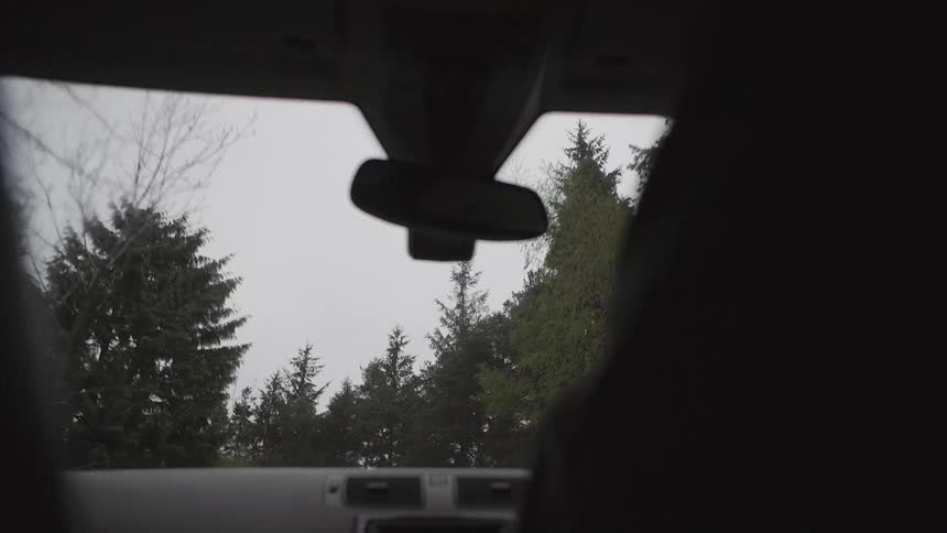 Trees as seen from the inside of a car through the windshield