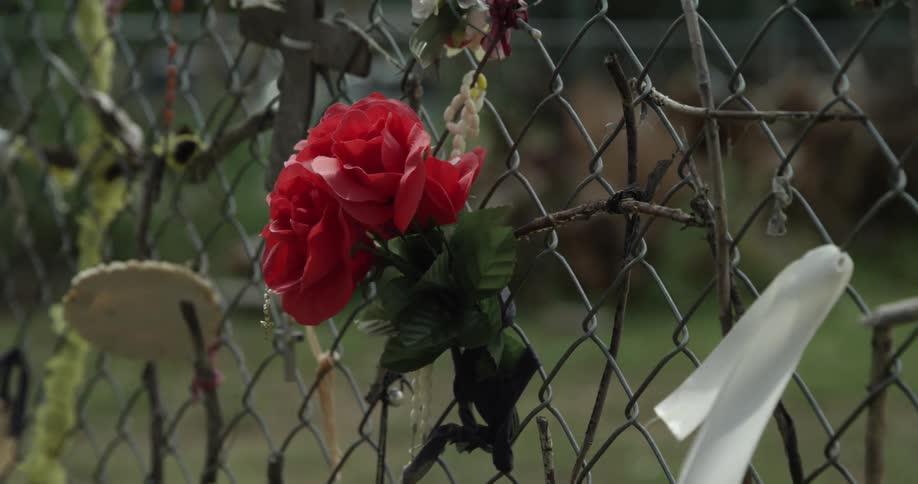 Red roses and other small adornments are tied to a chain link fence