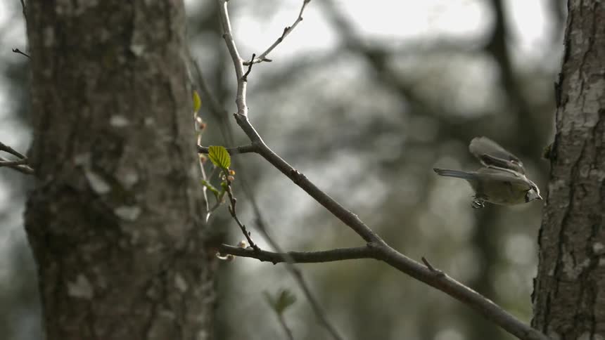 A small bird takes off in flight from a tree branch