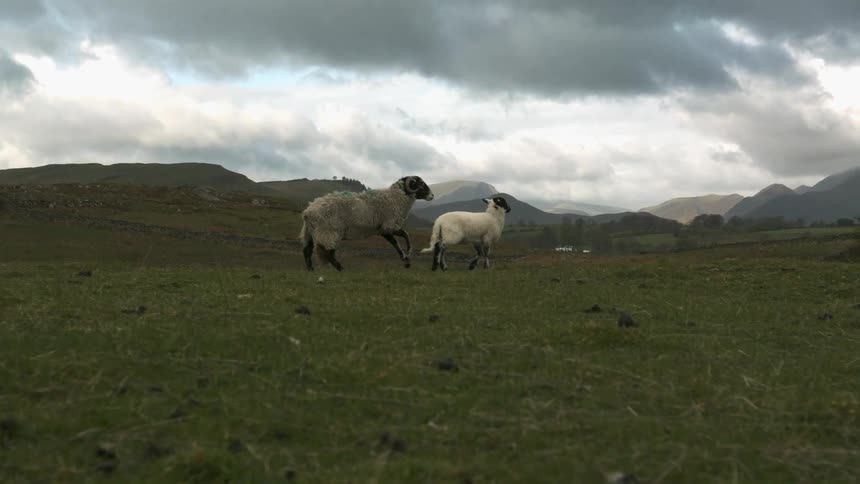 Two sheep walk on a grass field