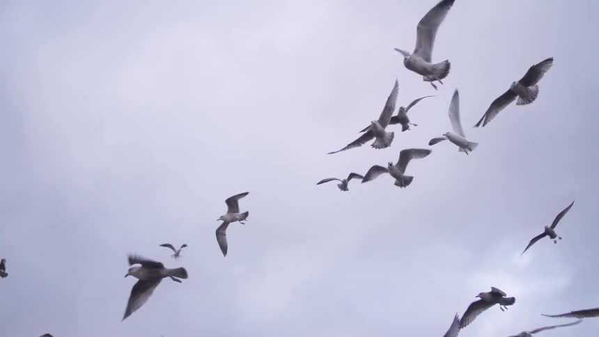 Birds flying overhead in slow motion