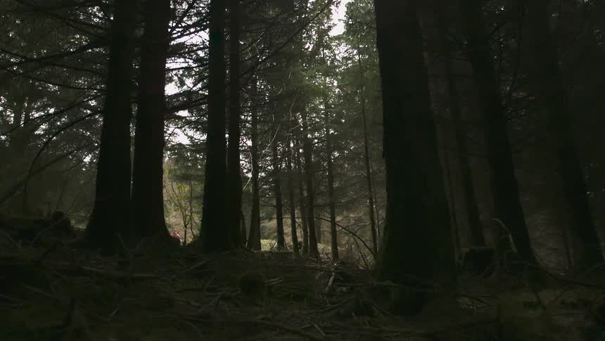 Tall pines in shadow against a day sky and a hiker just coming into view
