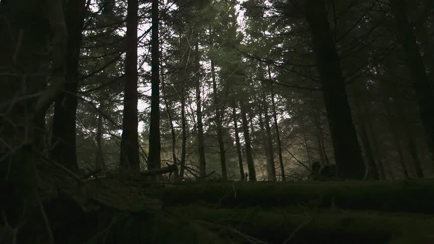 A forest in the daytime