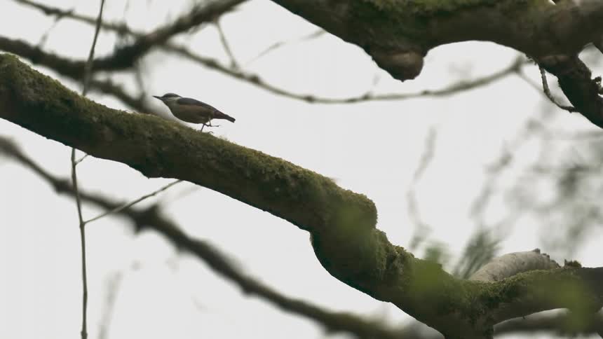 A small bird hops across a tree branch
