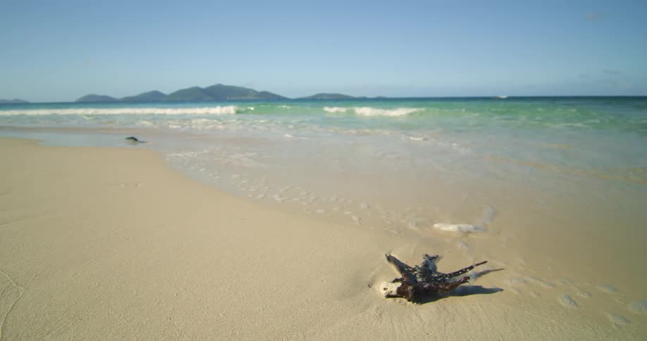 An ocean tide moves in towards the shore where a sea plant sits on the yellow sand beach at daytime