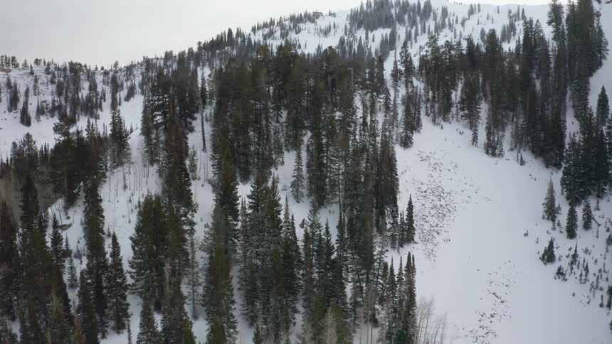 Snow covered mountain forest