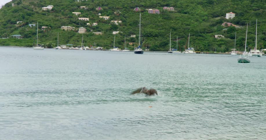 A pelican flying off the surface of the ocean near the boats in the coast