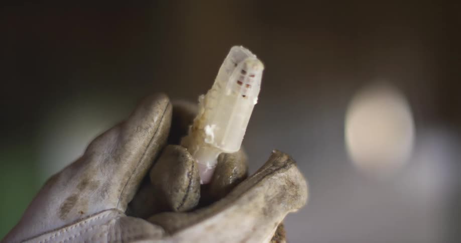Beekeper wearing gloves holds a queen bee encased in a plastic shell