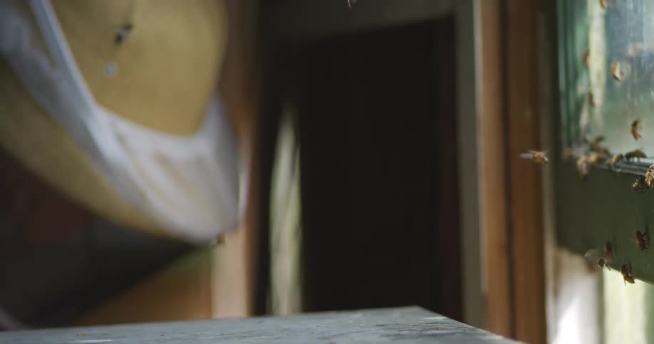 Bees flying over a wooden hive indoors
