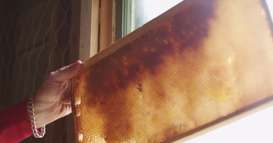 A womans hand holds out a tray from a manmade beehive in front of a window indoors at daytime