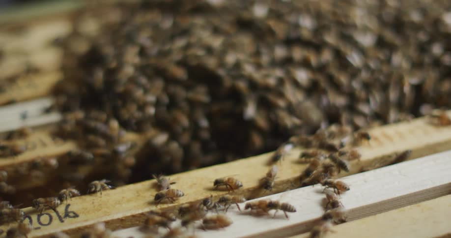 A beekeeper is working over a bee hive