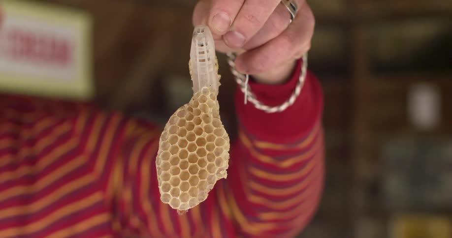 A person in a room with a ring and sweater holding up a honeycomb