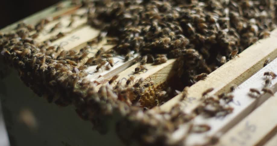 Close up of bees swarming over the frames of a wooden beehive