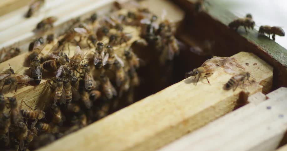 Honey bees walk and gather on honeycomb panels in a beekeepers hive