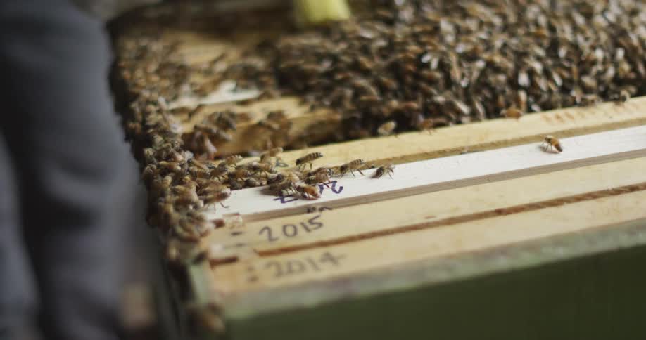 A beekeeper wearing gloves takes a brush and swipes it across the top of a wooden hive with honeybees inside of a building during the day