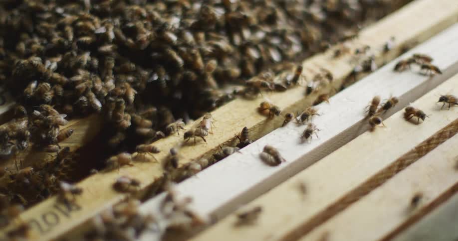 Honey bees swarmed together crawling around on a beekeepers hive at daytime