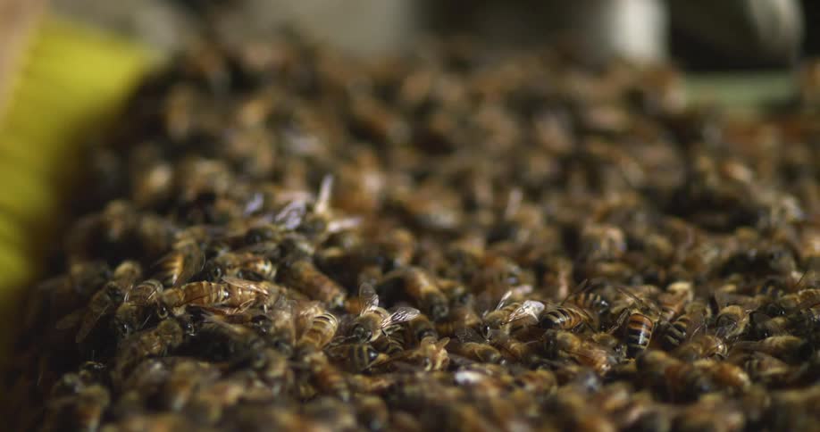 Bee keepers bees are being moved with a bee brush