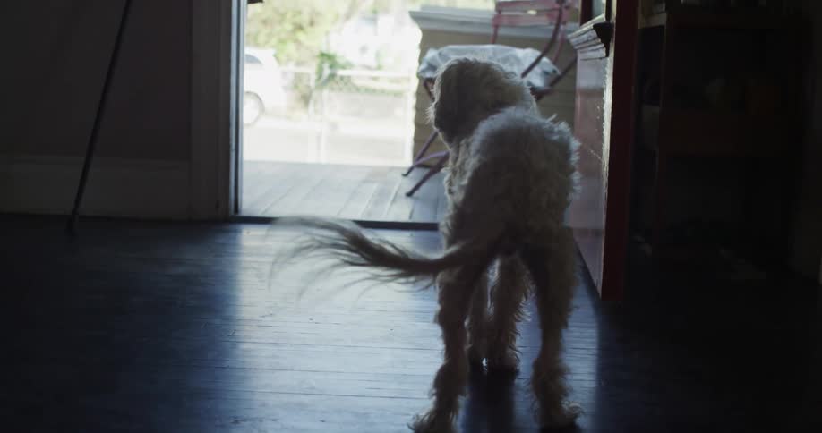 A dog is wagging its tail and standing by a door in a house