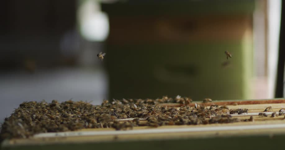 Honeybees crawling and flying next to a wooden beehive box
