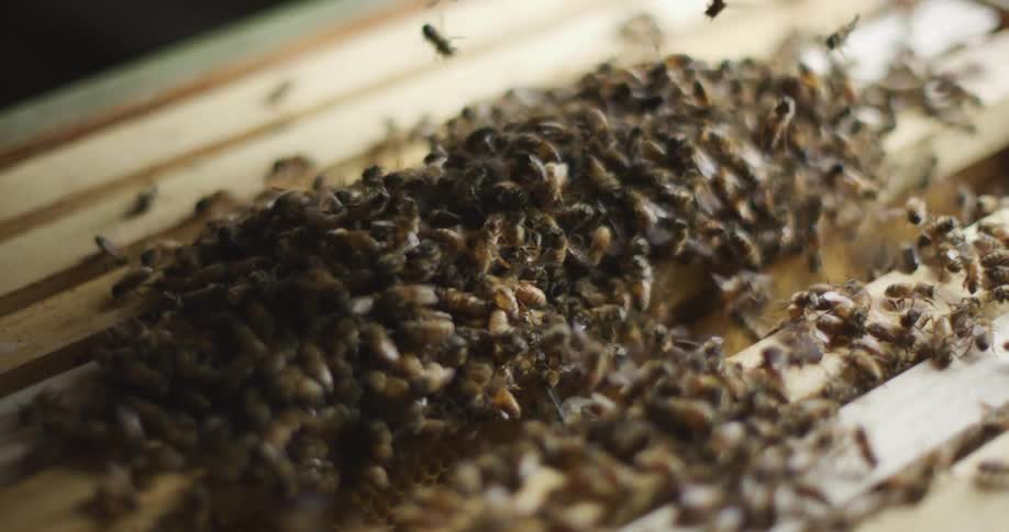 A beekeeper shaking bees onto an apiary