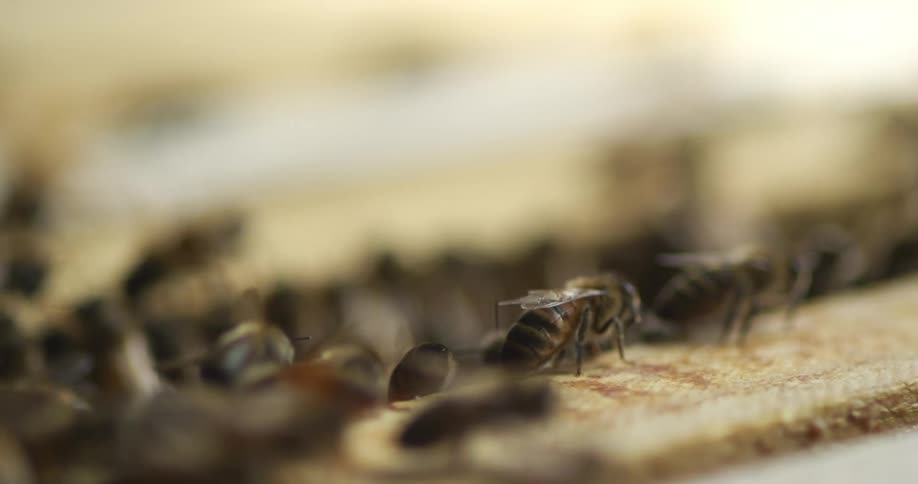 A hive of honey bees