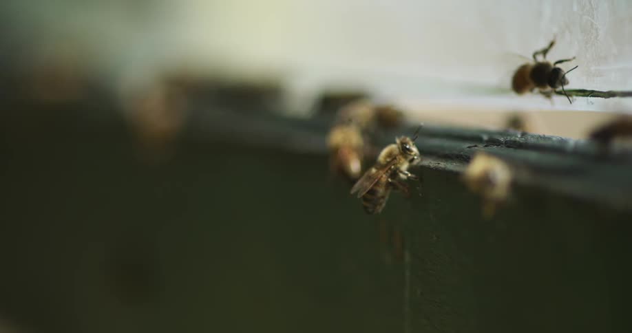 Honey bees fly and land on a beekeepers hive