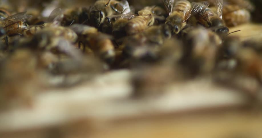 Honeybees crawling on a wooden beehive
