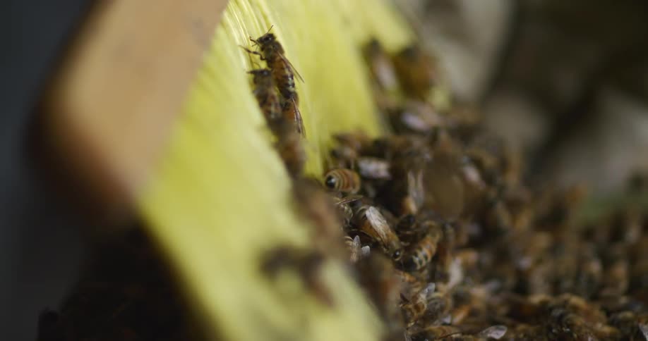 Bees being pushed around with a brush