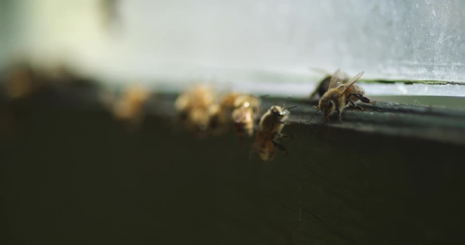 Close up of a swarm of bees on the frames of a wooden beehive