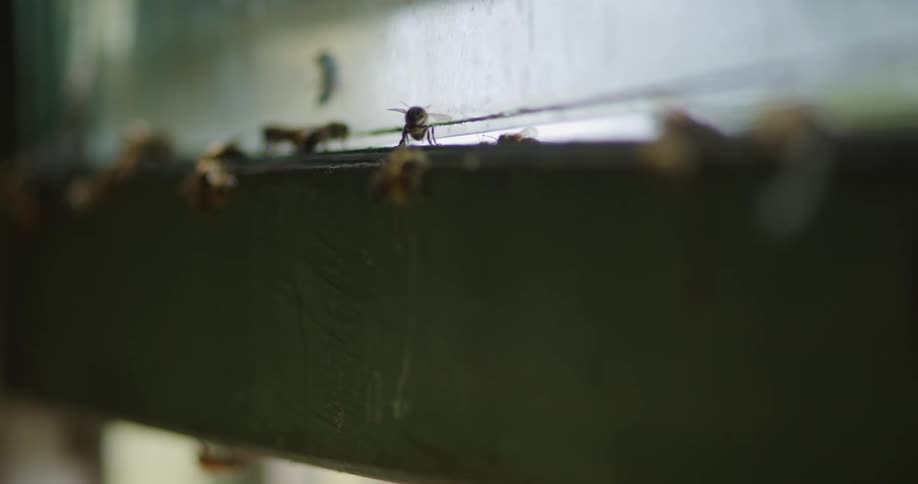 Many bees on glass window and on window frame