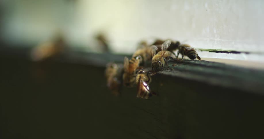 Close up of a swarm of bees over the frames of a wooden beehive