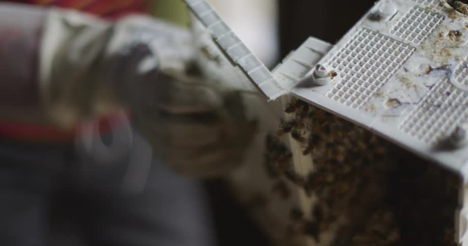 Beekeper transferring a bees from a plastic box to a wooden hive