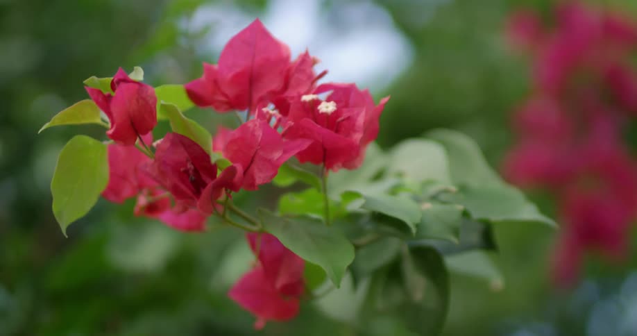 Red bougainvillea blossom flowers blooming on the vine outdoors
