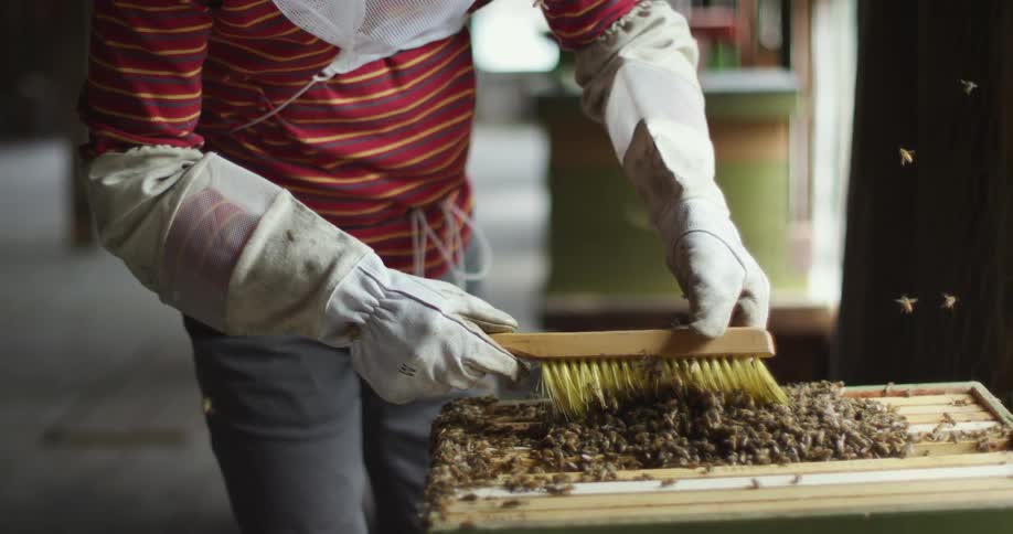 A bee keeper uses a large brush to push bees across the top of an artificial bee hive during the day