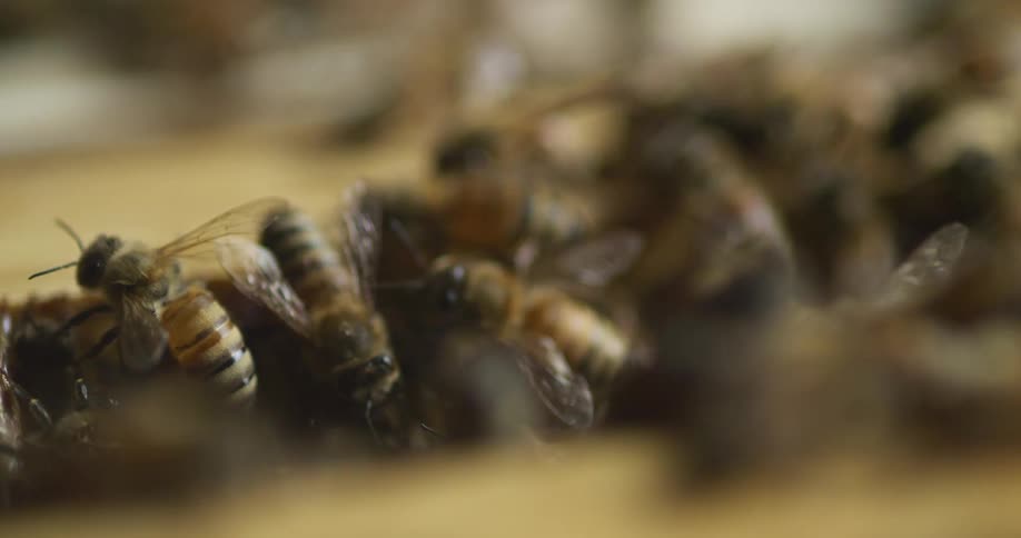 A view of bees heading in and out of a hive