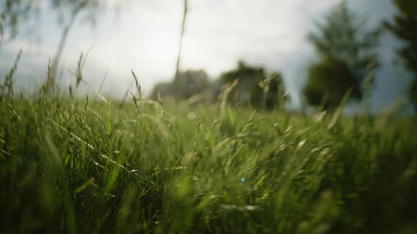 A grassy field with trees the sky and clouds in the background